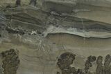 Triassic Aged Stromatolite Fossil - England #130921-1